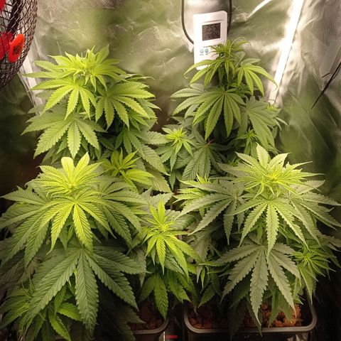 Marisoles. Og Kush, Sweetberry, Pinneapple Punch, Wedding Cake growlog timeline photo
