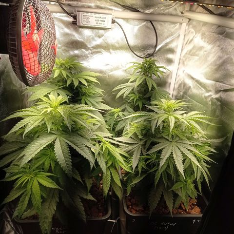 Marisoles. Og Kush, Sweetberry, Pinneapple Punch, Wedding Cake growlog timeline photo