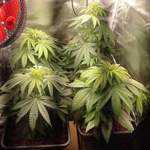 Marisoles. Og Kush, Sweetberry, Pinneapple Punch, Wedding Cake growlog timeline photo