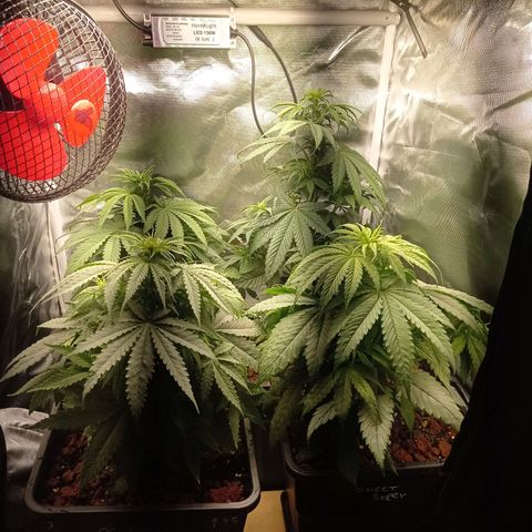 Marisoles. Og Kush, Sweetberry, Pinneapple Punch, Wedding Cake growlog timeline photo