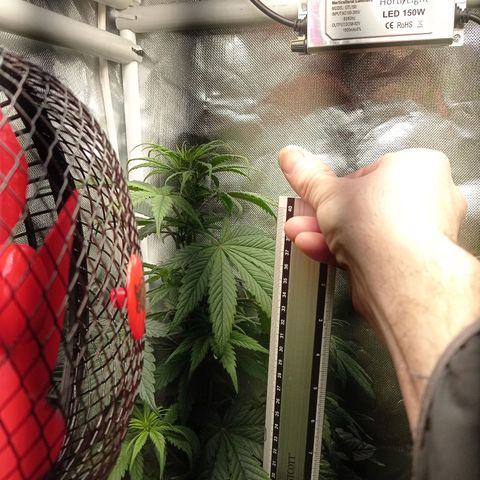 Marisoles. Og Kush, Sweetberry, Pinneapple Punch, Wedding Cake growlog timeline photo
