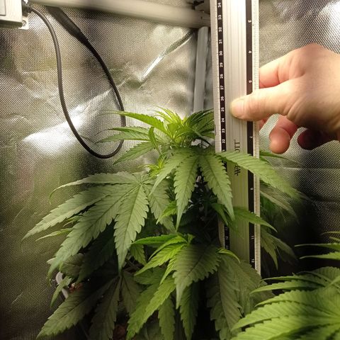 Marisoles. Og Kush, Sweetberry, Pinneapple Punch, Wedding Cake growlog timeline photo