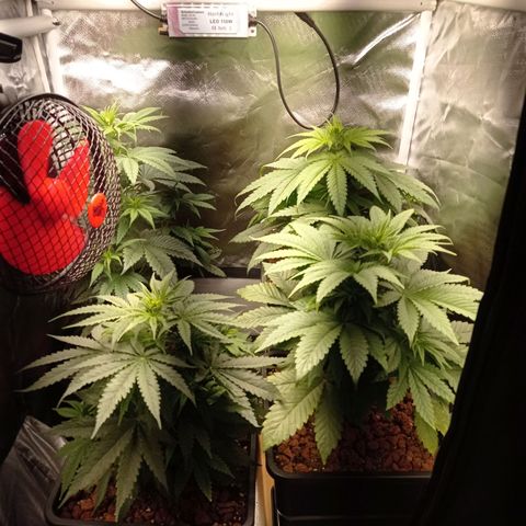 Marisoles. Og Kush, Sweetberry, Pinneapple Punch, Wedding Cake growlog timeline photo