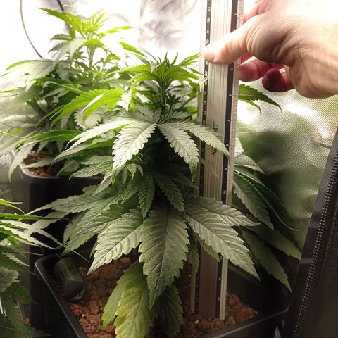Marisoles. Og Kush, Sweetberry, Pinneapple Punch, Wedding Cake growlog timeline photo