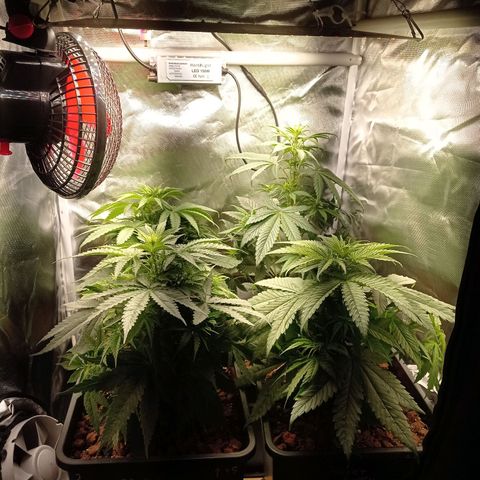 Marisoles. Og Kush, Sweetberry, Pinneapple Punch, Wedding Cake growlog timeline photo