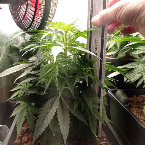 Marisoles. Og Kush, Sweetberry, Pinneapple Punch, Wedding Cake growlog timeline photo