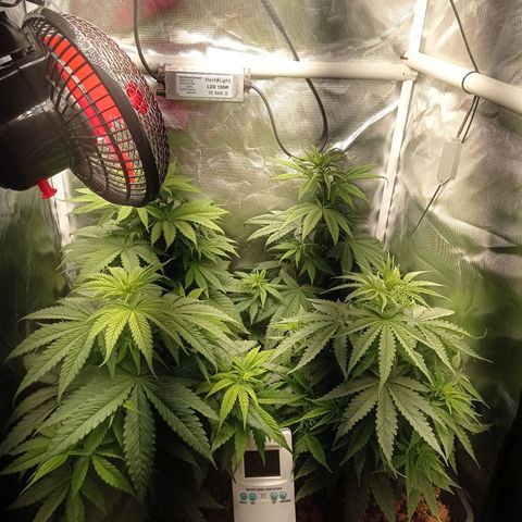 Marisoles. Og Kush, Sweetberry, Pinneapple Punch, Wedding Cake growlog timeline photo