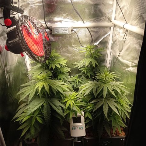 Marisoles. Og Kush, Sweetberry, Pinneapple Punch, Wedding Cake growlog timeline photo