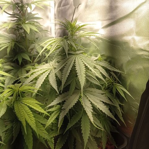 Marisoles. Og Kush, Sweetberry, Pinneapple Punch, Wedding Cake growlog timeline photo