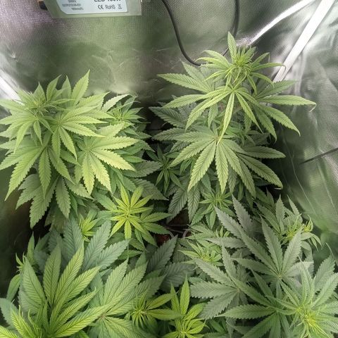 Marisoles. Og Kush, Sweetberry, Pinneapple Punch, Wedding Cake growlog timeline photo