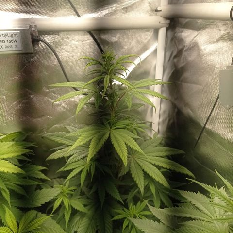 Marisoles. Og Kush, Sweetberry, Pinneapple Punch, Wedding Cake growlog timeline photo