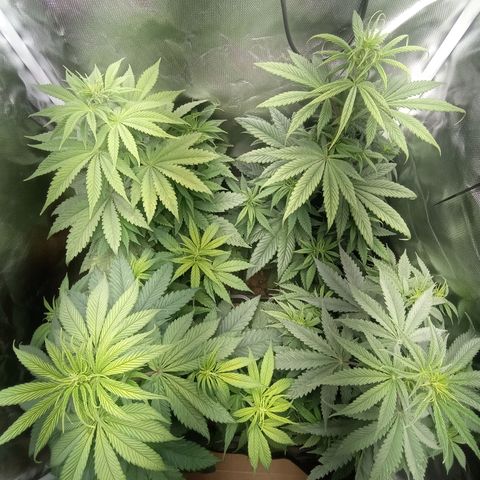 Marisoles. Og Kush, Sweetberry, Pinneapple Punch, Wedding Cake growlog timeline photo