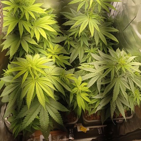 Marisoles. Og Kush, Sweetberry, Pinneapple Punch, Wedding Cake growlog timeline photo