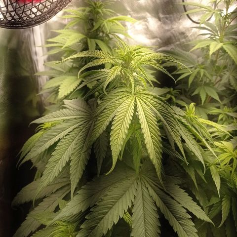 Marisoles. Og Kush, Sweetberry, Pinneapple Punch, Wedding Cake growlog timeline photo