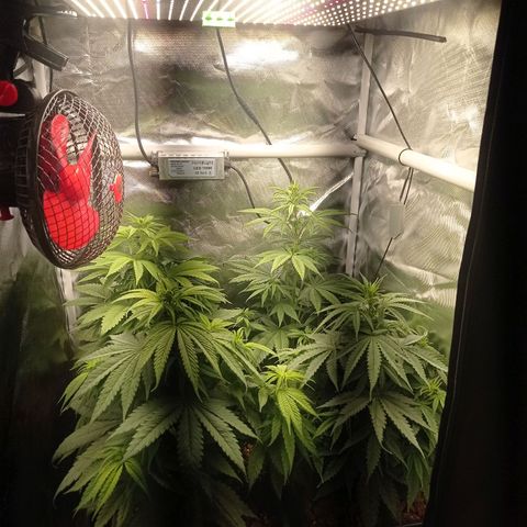 Marisoles. Og Kush, Sweetberry, Pinneapple Punch, Wedding Cake growlog timeline photo