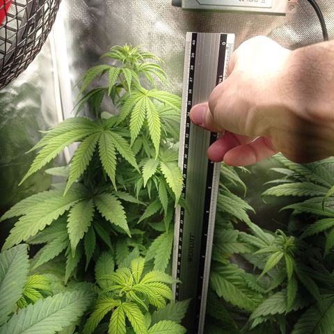 Marisoles. Og Kush, Sweetberry, Pinneapple Punch, Wedding Cake growlog timeline photo