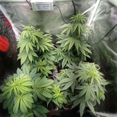 Marisoles. Og Kush, Sweetberry, Pinneapple Punch, Wedding Cake growlog timeline photo
