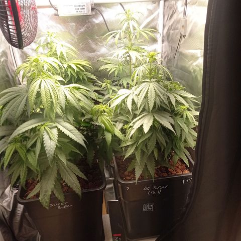 Marisoles. Og Kush, Sweetberry, Pinneapple Punch, Wedding Cake growlog timeline photo