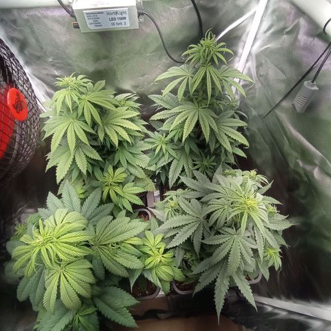 Marisoles. Og Kush, Sweetberry, Pinneapple Punch, Wedding Cake growlog timeline photo