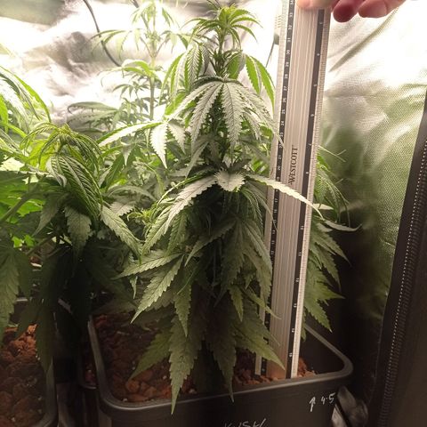 Marisoles. Og Kush, Sweetberry, Pinneapple Punch, Wedding Cake growlog timeline photo