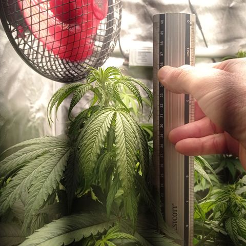 Marisoles. Og Kush, Sweetberry, Pinneapple Punch, Wedding Cake growlog timeline photo