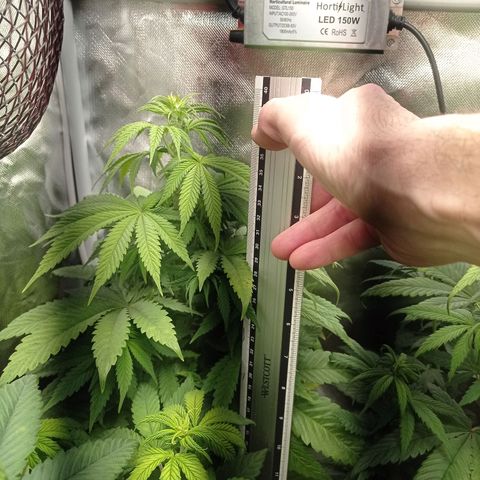Marisoles. Og Kush, Sweetberry, Pinneapple Punch, Wedding Cake growlog timeline photo