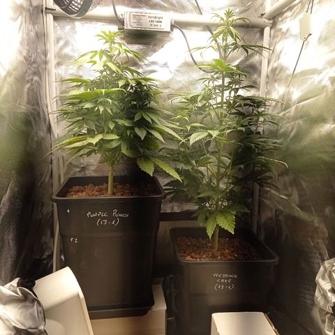 Marisoles. Og Kush, Sweetberry, Pinneapple Punch, Wedding Cake growlog timeline photo