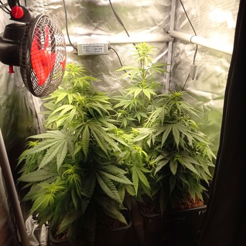 Marisoles. Og Kush, Sweetberry, Pinneapple Punch, Wedding Cake growlog timeline photo