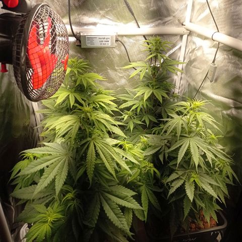 Marisoles. Og Kush, Sweetberry, Pinneapple Punch, Wedding Cake growlog timeline photo
