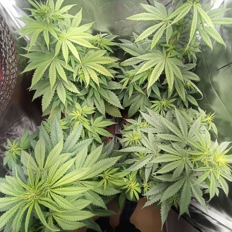 Marisoles. Og Kush, Sweetberry, Pinneapple Punch, Wedding Cake growlog timeline photo
