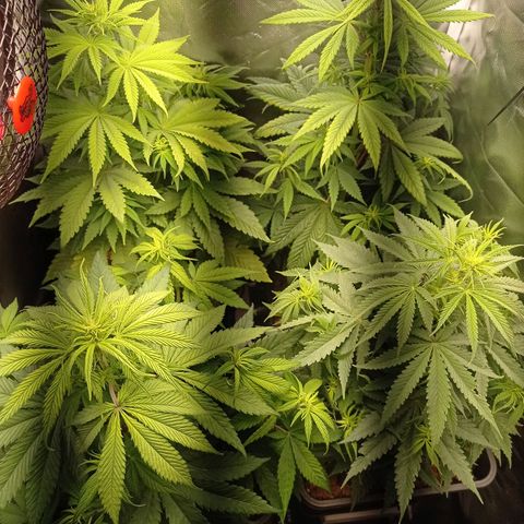 Marisoles. Og Kush, Sweetberry, Pinneapple Punch, Wedding Cake growlog timeline photo