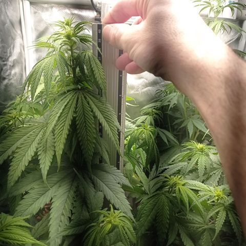 Marisoles. Og Kush, Sweetberry, Pinneapple Punch, Wedding Cake growlog timeline photo