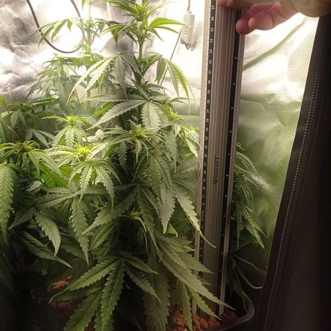 Marisoles. Og Kush, Sweetberry, Pinneapple Punch, Wedding Cake growlog timeline photo