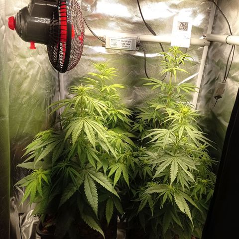 Marisoles. Og Kush, Sweetberry, Pinneapple Punch, Wedding Cake growlog timeline photo