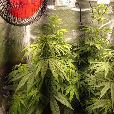 Marisoles. Og Kush, Sweetberry, Pinneapple Punch, Wedding Cake growlog timeline photo