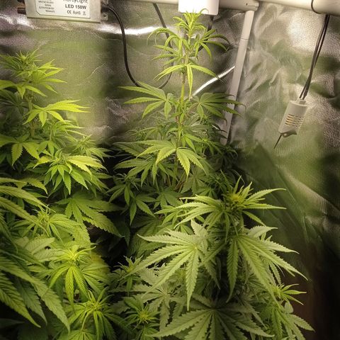 Marisoles. Og Kush, Sweetberry, Pinneapple Punch, Wedding Cake growlog timeline photo