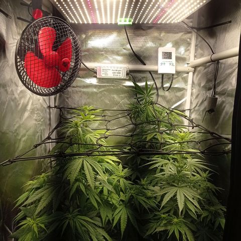 Marisoles. Og Kush, Sweetberry, Pinneapple Punch, Wedding Cake growlog timeline photo