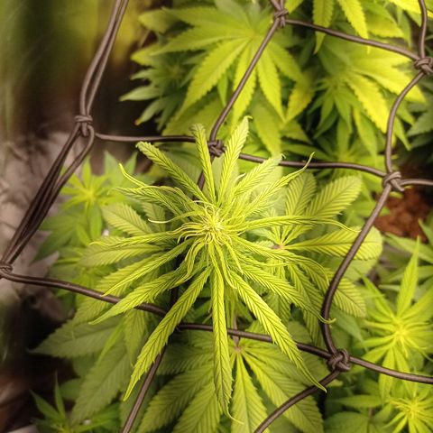 Marisoles. Og Kush, Sweetberry, Pinneapple Punch, Wedding Cake growlog timeline photo