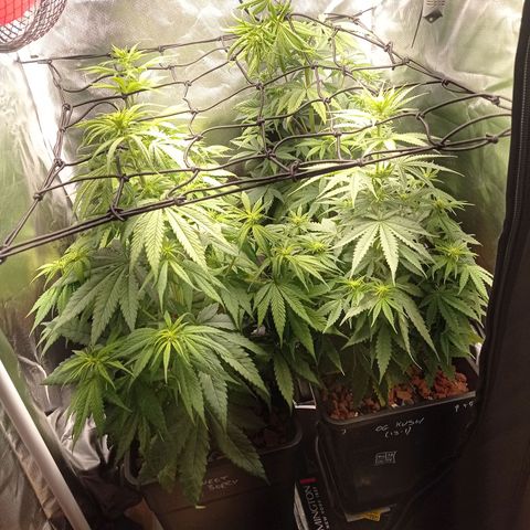 Marisoles. Og Kush, Sweetberry, Pinneapple Punch, Wedding Cake growlog timeline photo