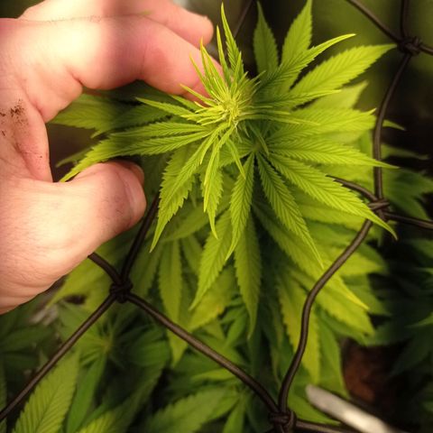 Marisoles. Og Kush, Sweetberry, Pinneapple Punch, Wedding Cake growlog timeline photo