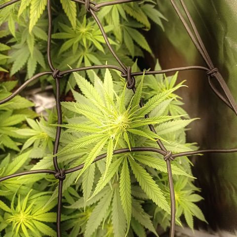 Marisoles. Og Kush, Sweetberry, Pinneapple Punch, Wedding Cake growlog timeline photo