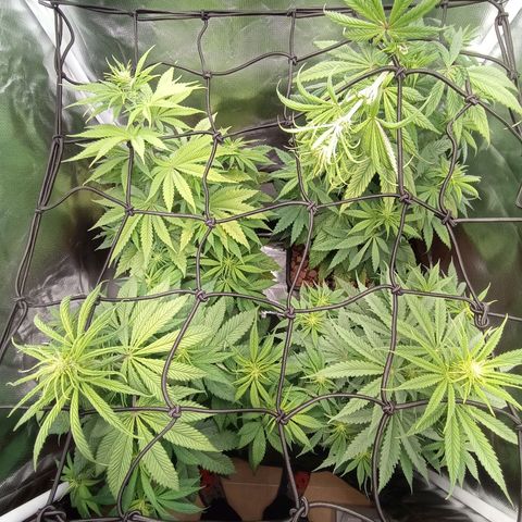 Marisoles. Og Kush, Sweetberry, Pinneapple Punch, Wedding Cake growlog timeline photo
