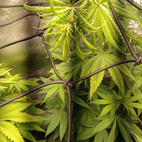 Marisoles. Og Kush, Sweetberry, Pinneapple Punch, Wedding Cake growlog timeline photo