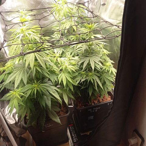 Marisoles. Og Kush, Sweetberry, Pinneapple Punch, Wedding Cake growlog timeline photo