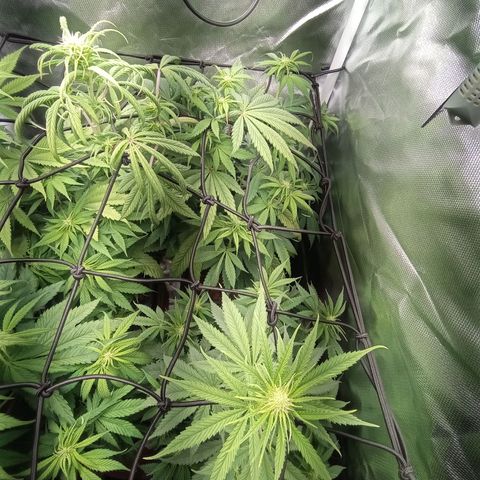 Marisoles. Og Kush, Sweetberry, Pinneapple Punch, Wedding Cake growlog timeline photo