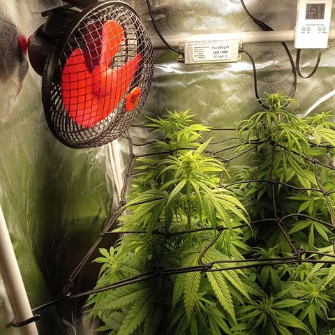 Marisoles. Og Kush, Sweetberry, Pinneapple Punch, Wedding Cake growlog timeline photo