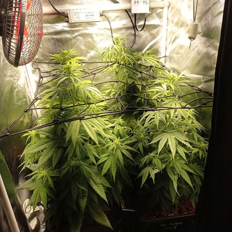 Marisoles. Og Kush, Sweetberry, Pinneapple Punch, Wedding Cake growlog timeline photo