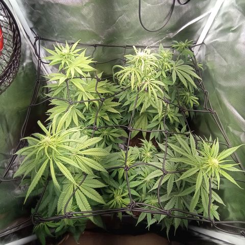 Marisoles. Og Kush, Sweetberry, Pinneapple Punch, Wedding Cake growlog timeline photo