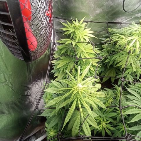 Marisoles. Og Kush, Sweetberry, Pinneapple Punch, Wedding Cake growlog timeline photo