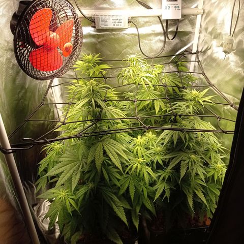 Marisoles. Og Kush, Sweetberry, Pinneapple Punch, Wedding Cake growlog timeline photo